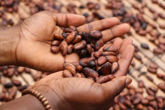 cacao chocolade kinderarbeid