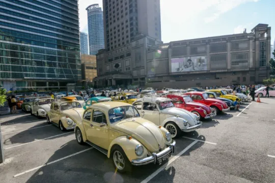 beetles