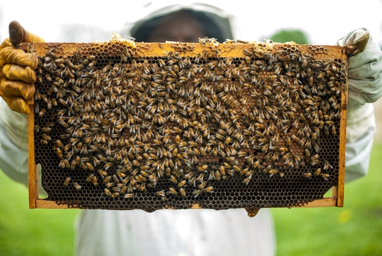 person-holding-honeybomb-with-honeybee-1406954