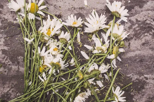 flowers-marguerites-destroyed-dead-2009