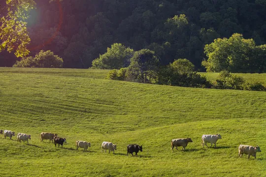 herd
