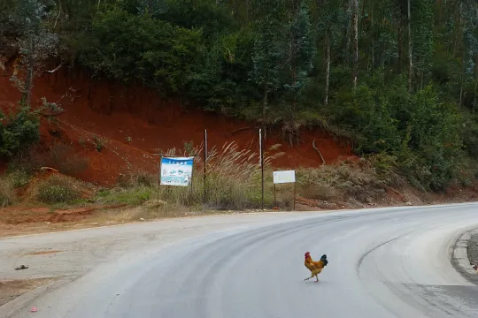 why did the chicken cross the road