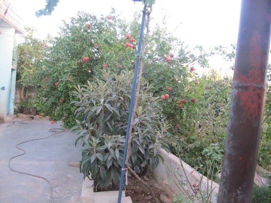 Arbre fruitier dans le jardin d'une maison. Jebel Zawiya. (Photo: Damien Spleeters, septembre 2012)
