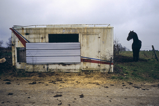 Cheval et abri, près de Marche-en-Famenne, Province de Namur. Belgique (Photo: Frédéric Lecloux/ 2009)