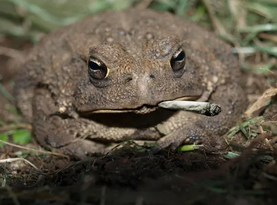 Une grenouille fume un joint (Photo: The Fixer/ Flickr-CC)