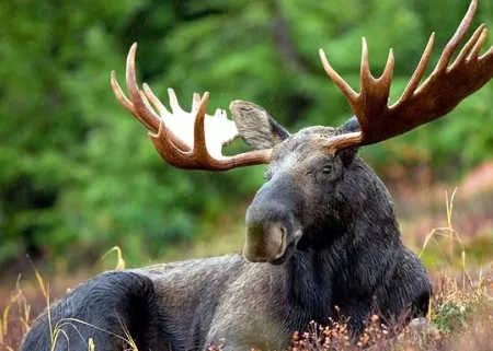 moose