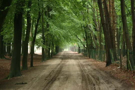 Lembeekse bossen (Foto: Wikipedia)