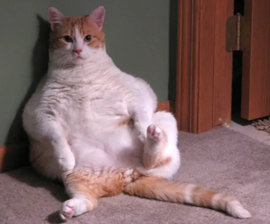 fatcat1
