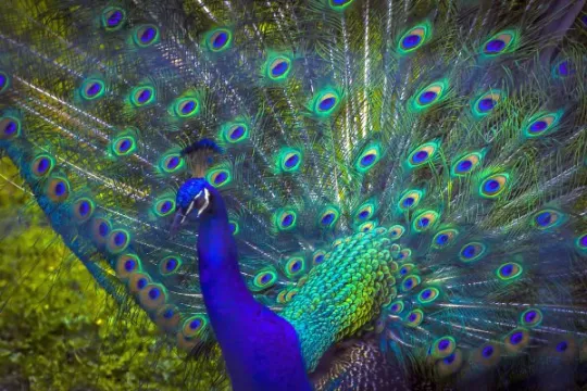 peacock