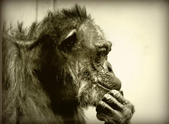 chimp
