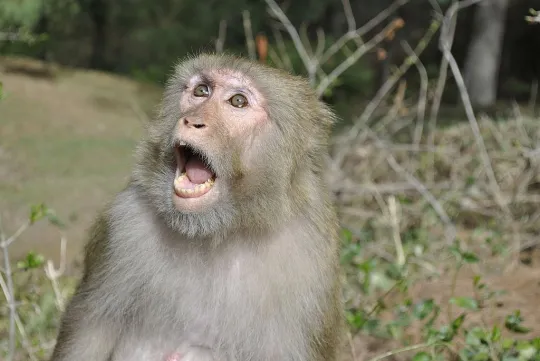 Monkey-Khanaspur-Ayyubia
