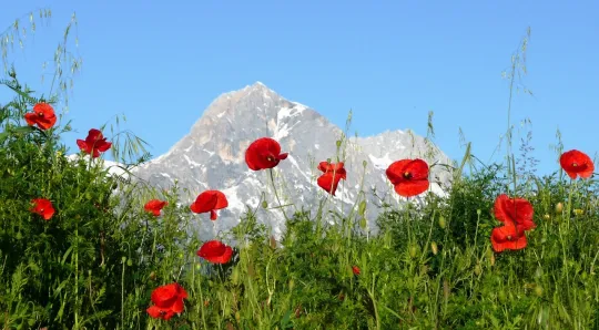 poppies-76129_1280