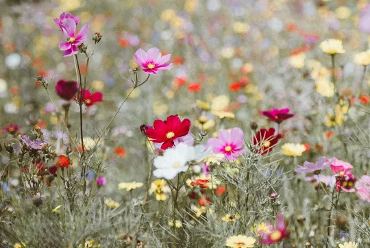 flowers annie-spratt-370991