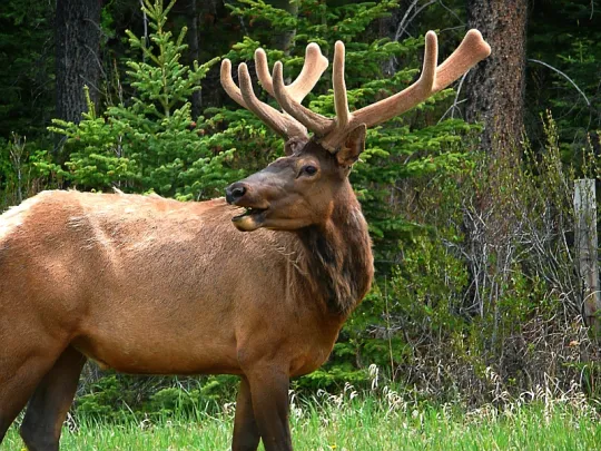 elkantler