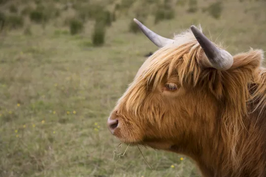 highlander-cow-1472029095bBm