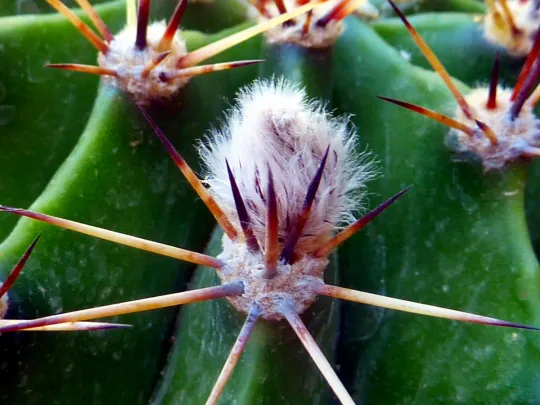 cactus_thorn_drought_plant-755262.jpg!d