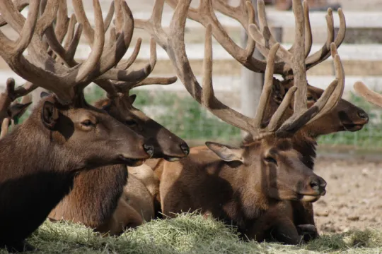 elks
