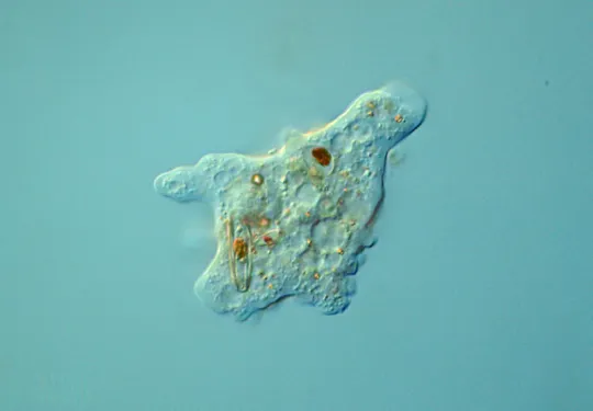 Hallo, ik ben een micro-econoom. (Foto: Proyecto Agua)