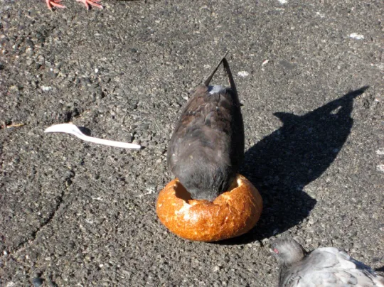 pigeon