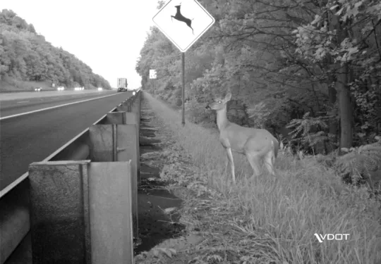 deer crossing