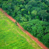 Amazonewoud regenwoud ontbossing