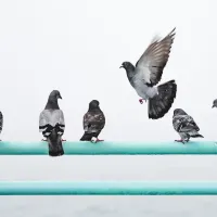 Vijf duiven zitten op een railing, eentje vliegt net weg. 