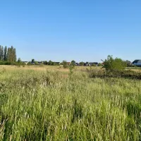 Een groen veld met daarachter een rij bomen en vrijstaande woonhuizen, tegen een heldere blauwe hemel.